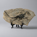 Dinosaur Fossil Resin Ornament